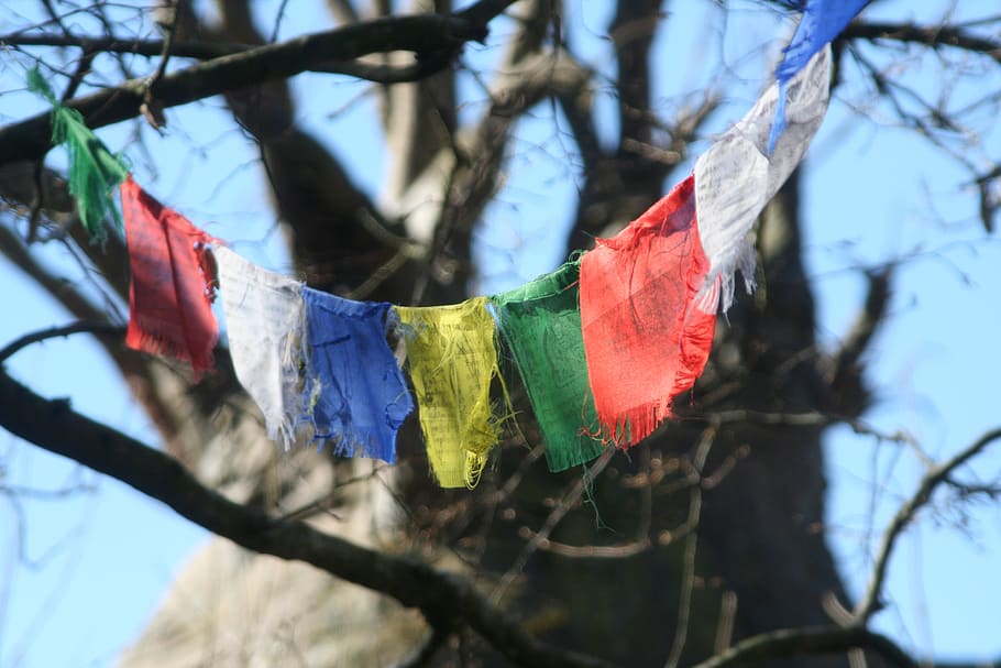 flags, prayers, tibet, tree, nature, branch, outdoor, winter HD wallpaper