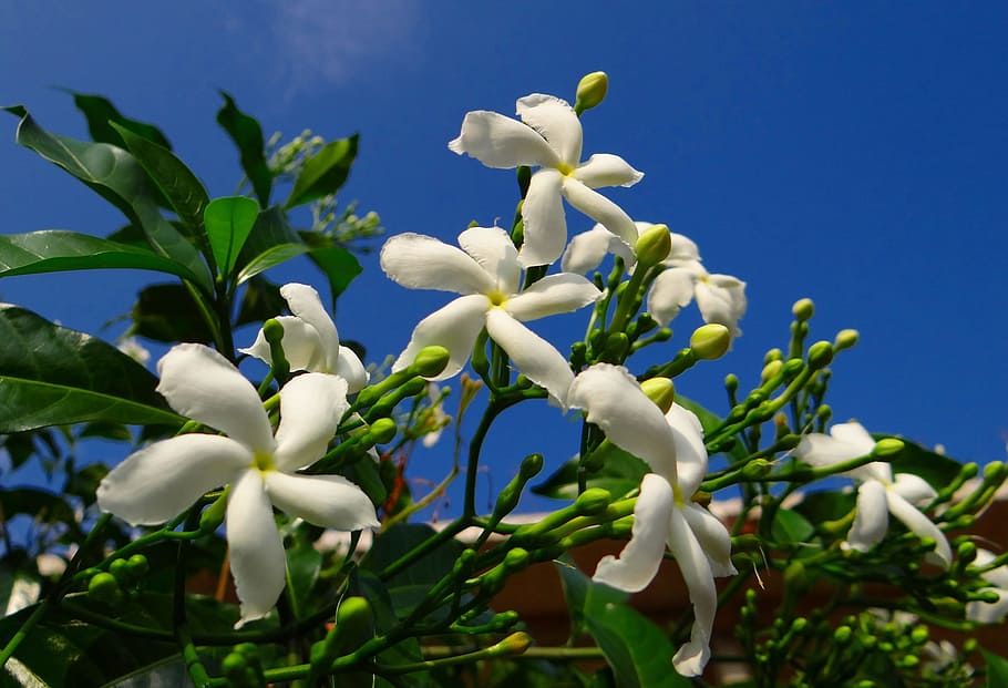 close up photography of white pinwheel jasmine flowers, crape jasmine