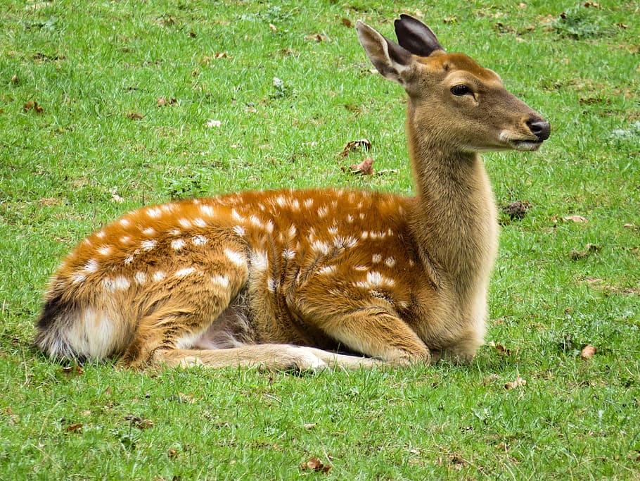 brown and white deer sitting on green grass, closeup, photo, ground