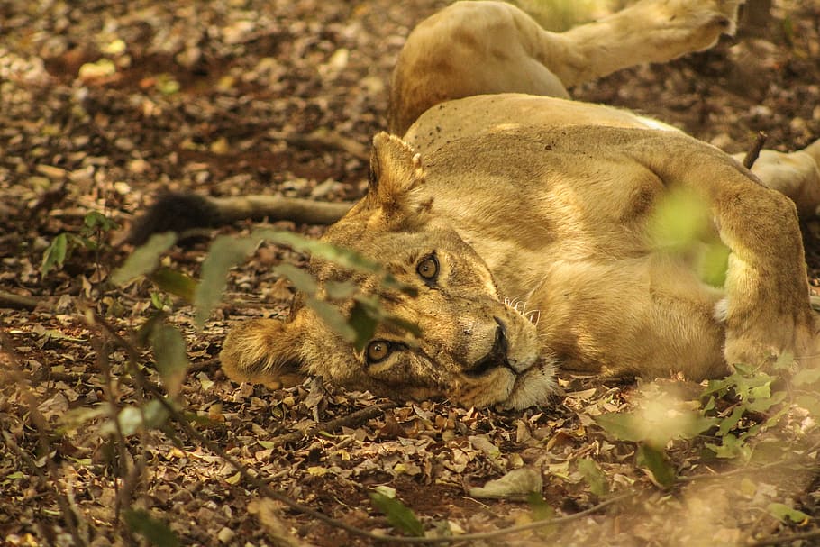 The nap after a meal, brown lioness on field, leaves, leaf, wild HD wallpaper