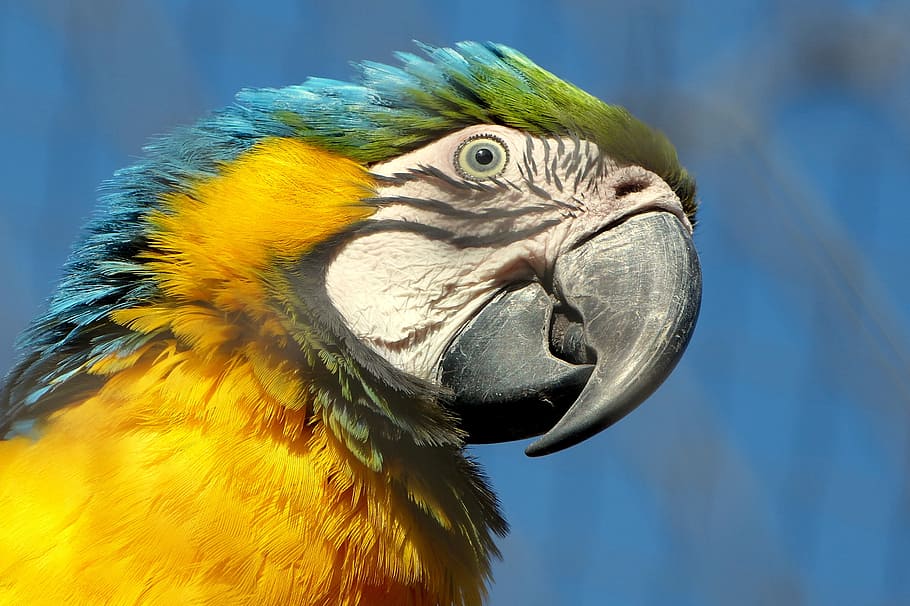 macaw, bird, beak, parrot, animal themes, one animal, vertebrate HD wallpaper