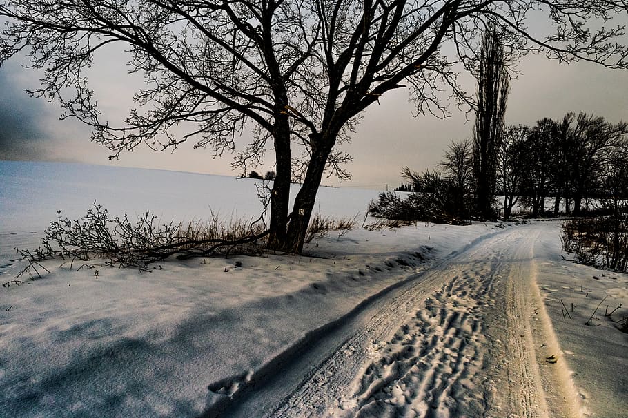 tree, nature, winter, snow, path, college, country, jamník HD wallpaper
