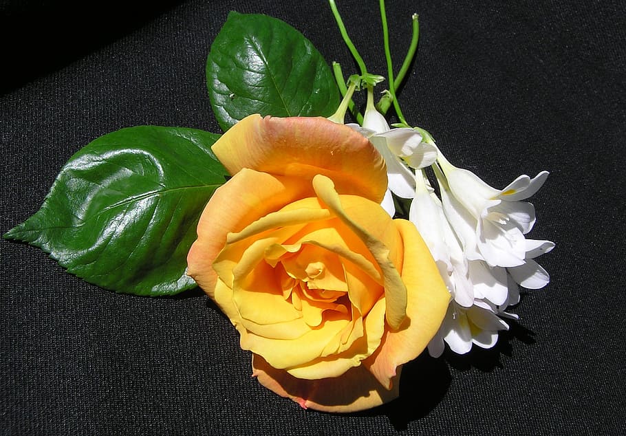 rose, yellow, flowers, flowering plant, vulnerability, petal HD wallpaper