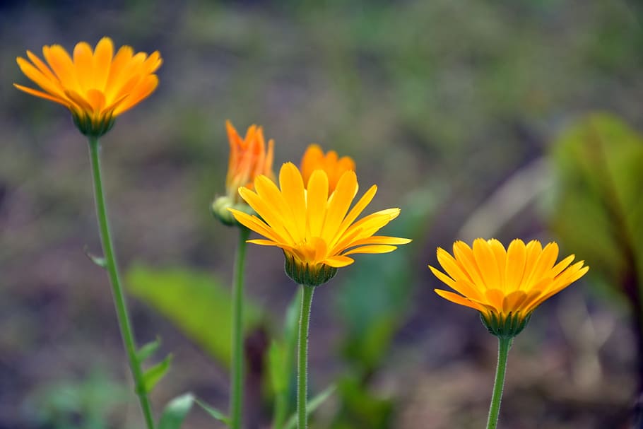 Calendula 1080P, 2K, 4K, 5K HD wallpapers free download | Wallpaper Flare