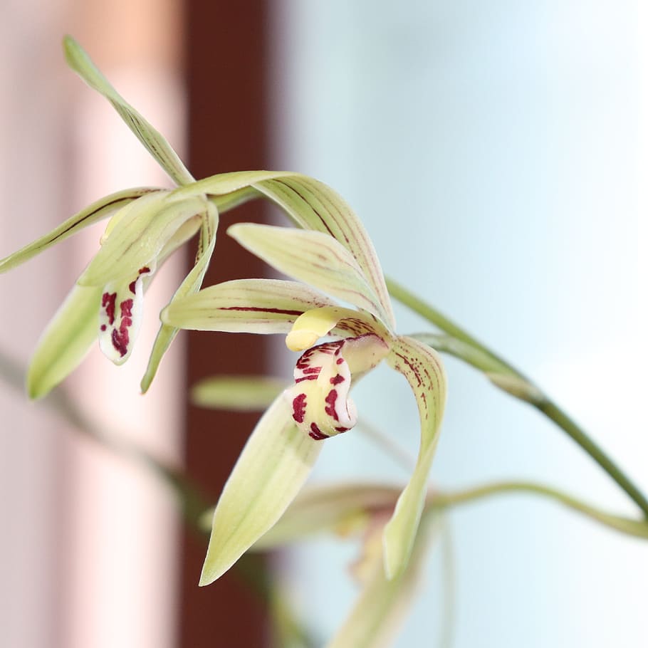 orchid, flower, white, red, purple, macro, leaf, leaves, plant HD wallpaper