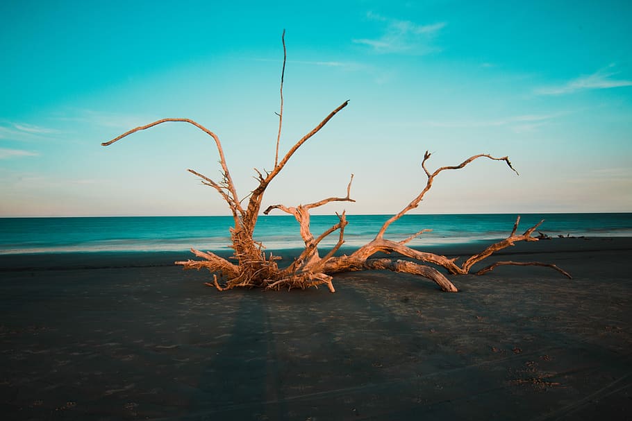brown drift wood on sand near seashore during daytime, nature, HD wallpaper
