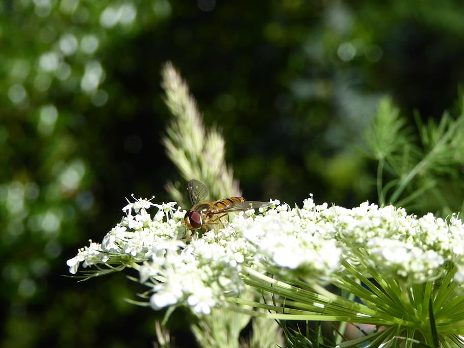 Insect, Fly, Bee, Flowers, Wing, Macro, animals, close, nature HD wallpaper