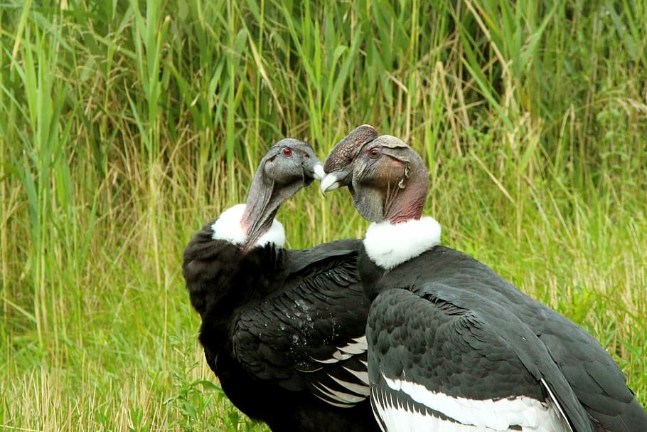 condor, condors, andean condor, bird, big bird, bald head, large wings, HD wallpaper