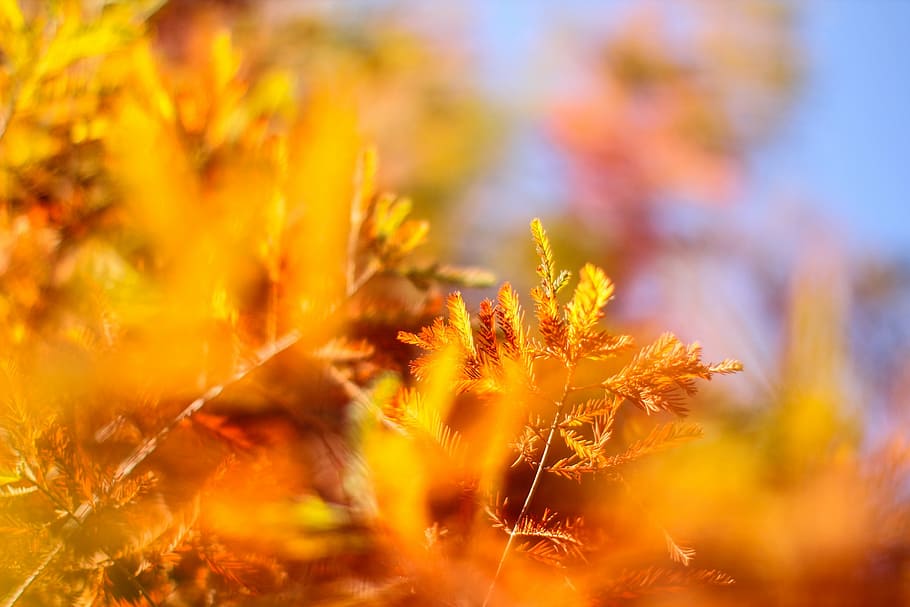 pine, spring, trees, forest, scenic views, plant, feng bi, nature HD wallpaper