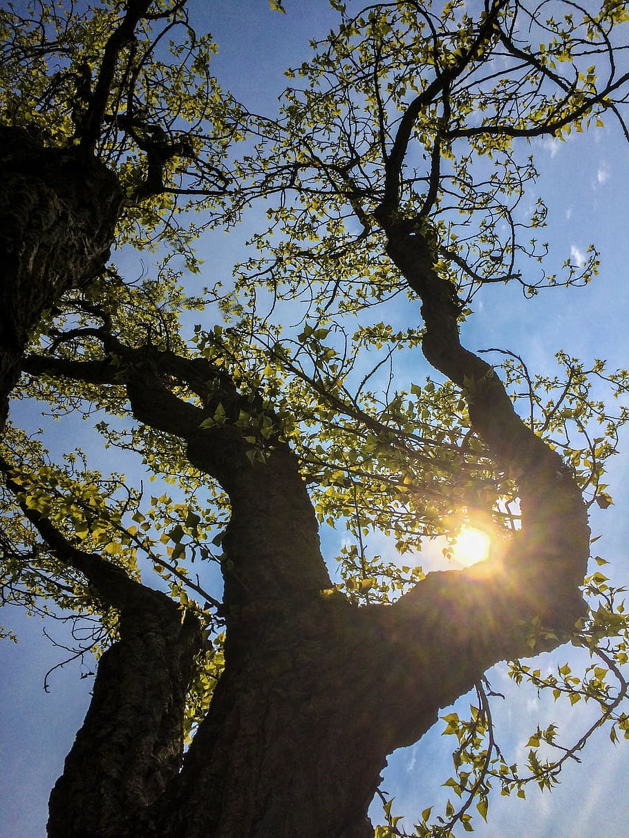 spring, poplar, trees, branch, sky, plant, sunlight, low angle view, HD wallpaper