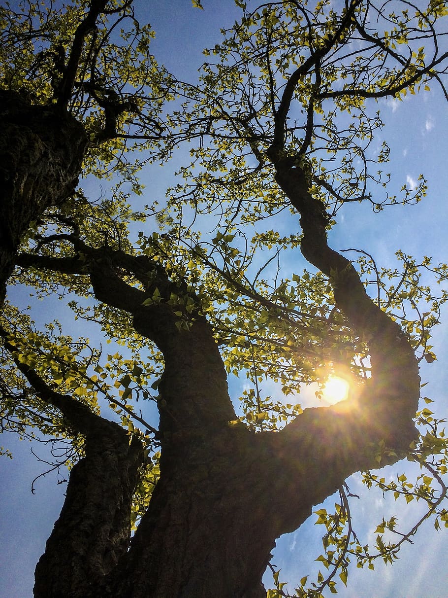 spring, poplar, trees, branch, sky, plant, sunlight, low angle view HD wallpaper