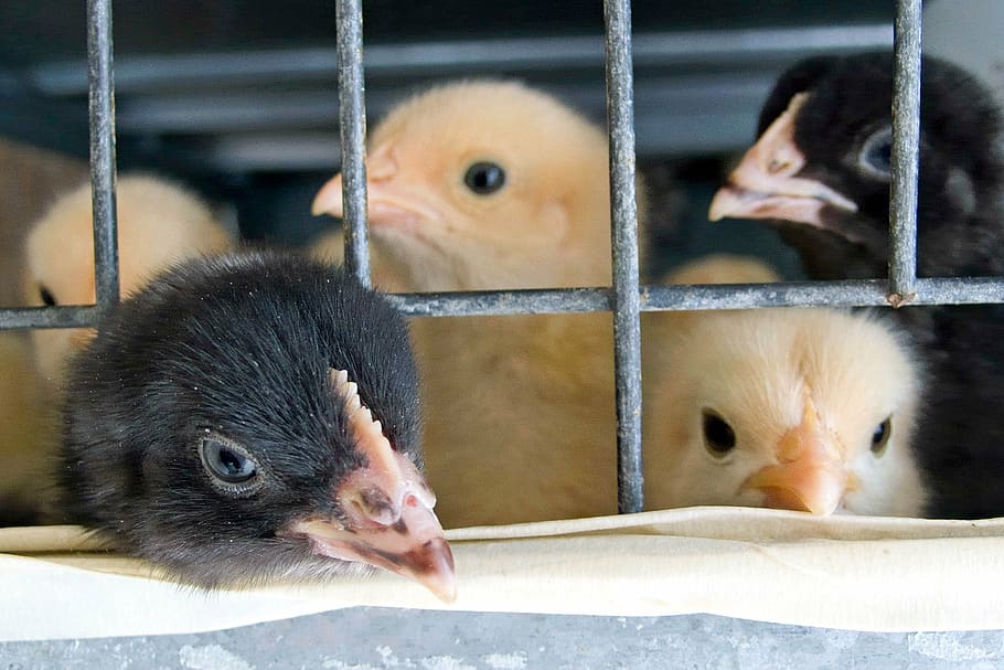 cage, chicks, babies, yellow, black, beak, chicken, metal, animal HD wallpaper