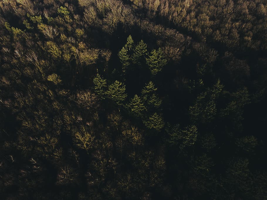 aerial photography of green and brown leaf trees, aerial view of trees HD wallpaper