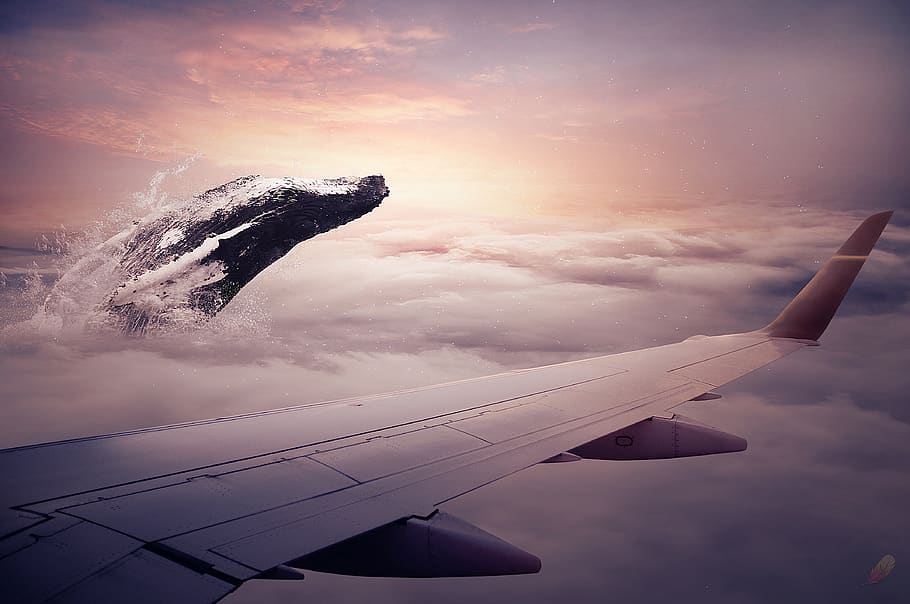 sunset, sky, dawn, plane, air vehicle, airplane, cloud - sky HD wallpaper