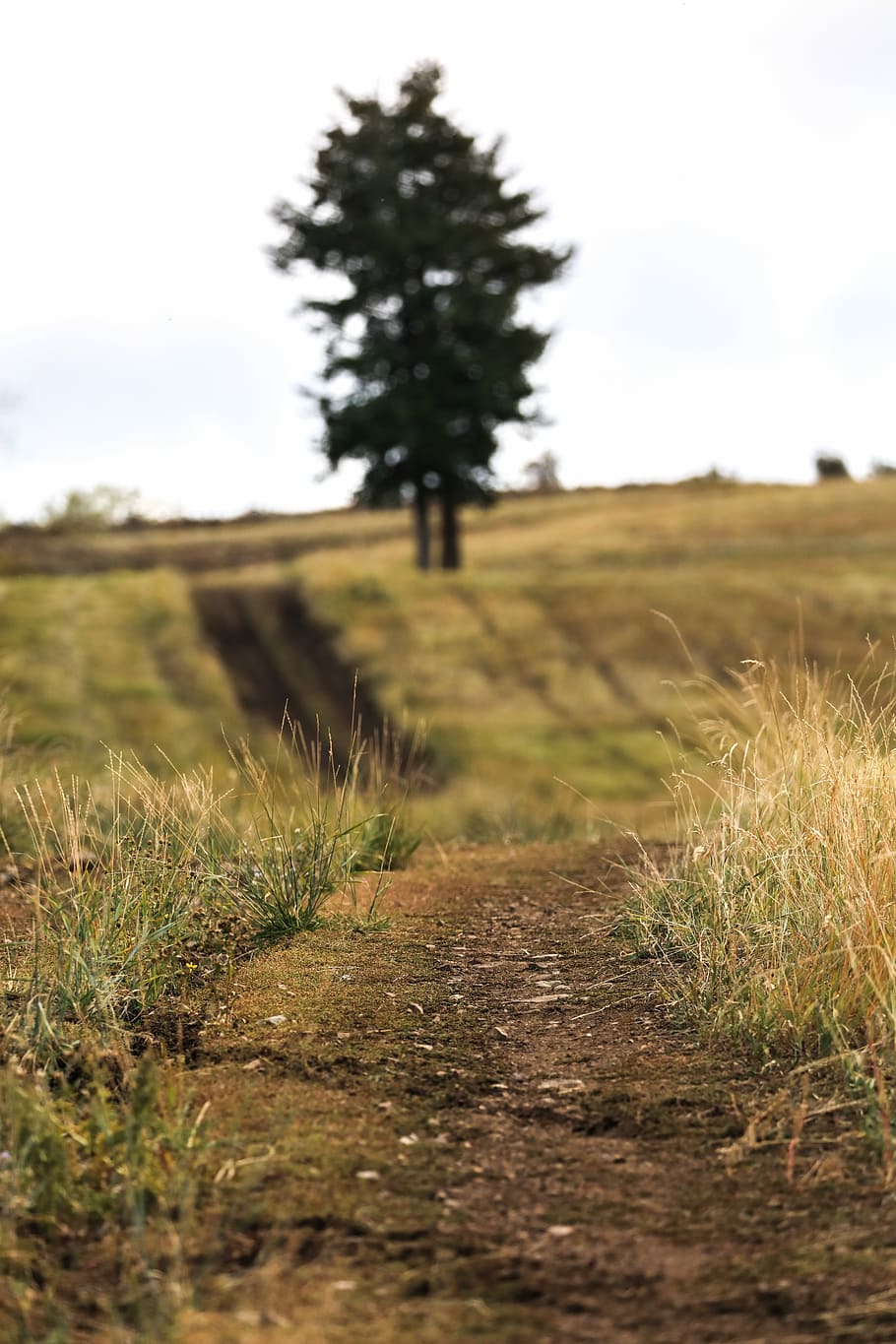 green tree in the middle of grass field, pathway near tree, trail HD wallpaper