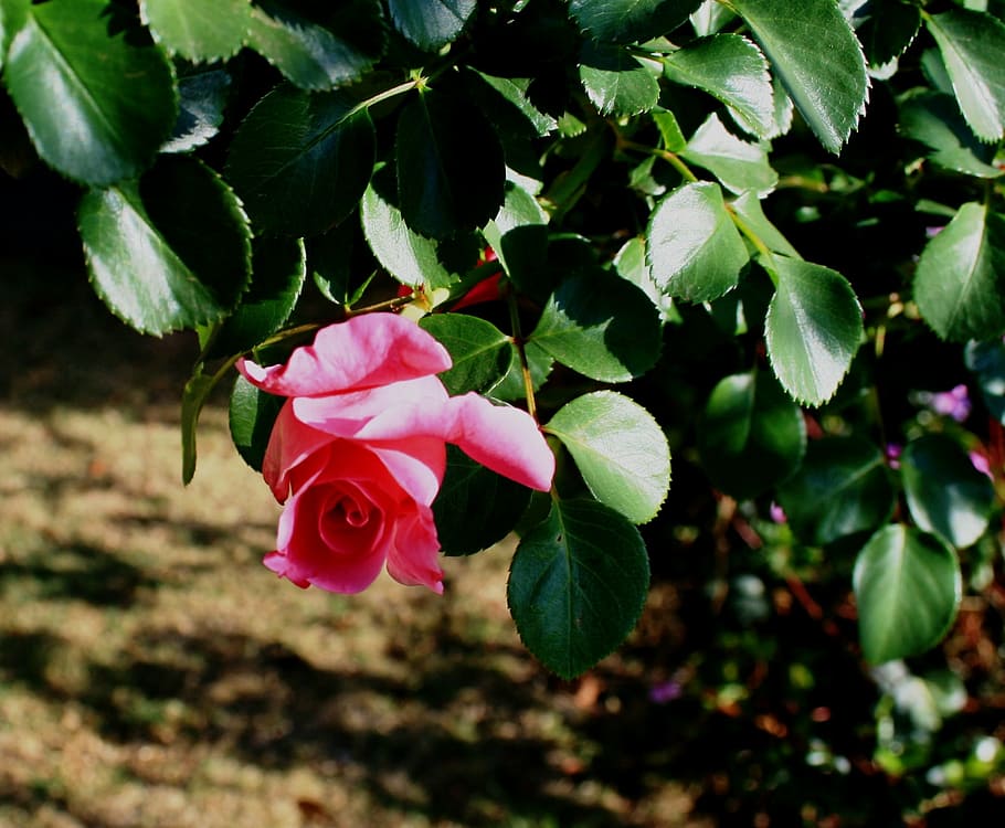 rose, pink, bud, foliage, green, rambler, pretty, garden, plant HD wallpaper