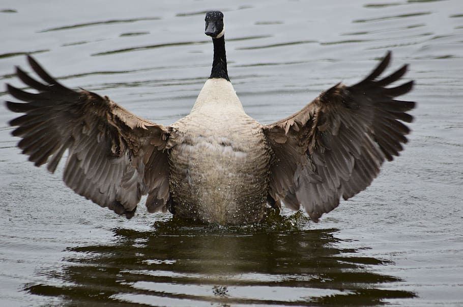 goose, standing, on, water, animals in the wild, animal themes HD wallpaper