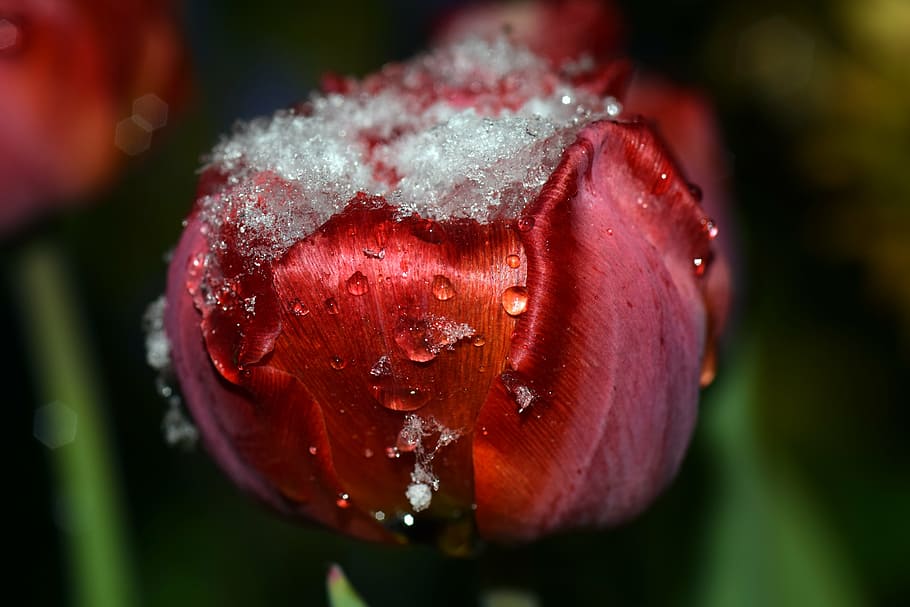 tulip, red, red tulip, spring, flowers, nature, spring flower HD wallpaper
