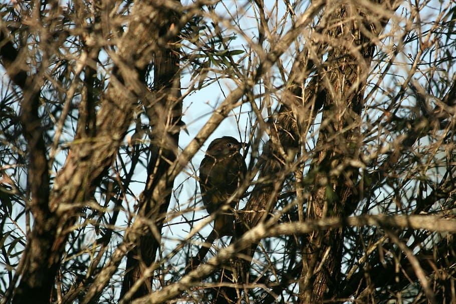 bird, branches, outdoors, nature, tree branches, brown, vertebrate HD wallpaper