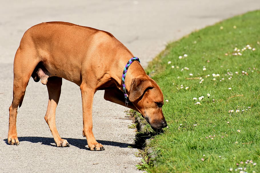 dog standing on parking curb beside grass field, pet, ridgeback HD wallpaper