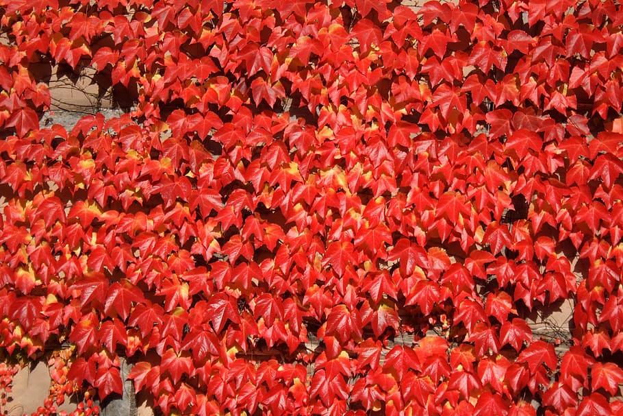 leaves, leaf, red, wine, vine, facade, autumn, rank growths HD wallpaper