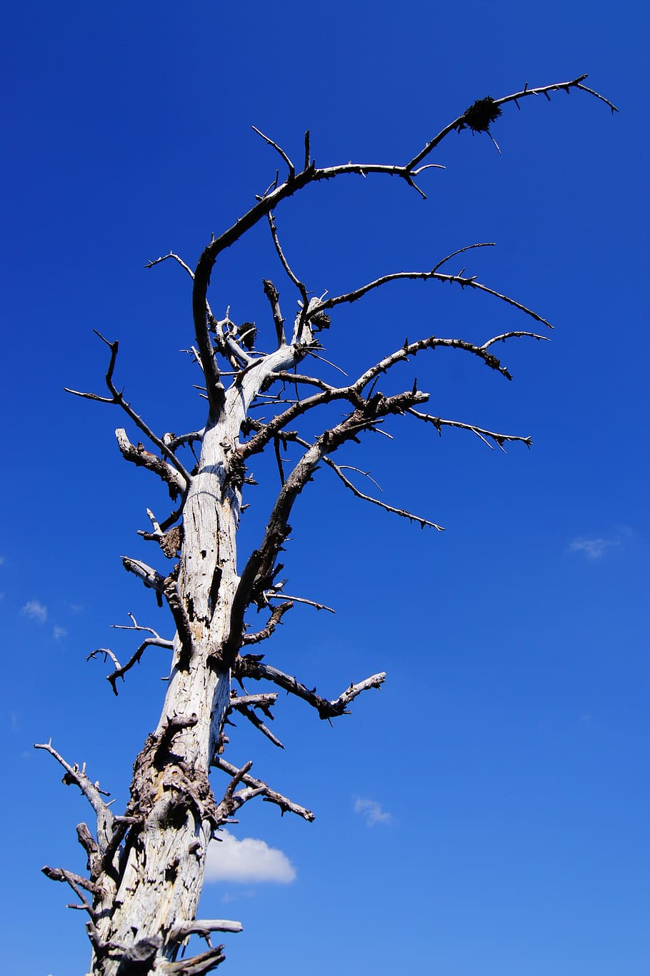 gnarled, tree, arid, branches, bare tree, sky, blue, low angle view HD wallpaper