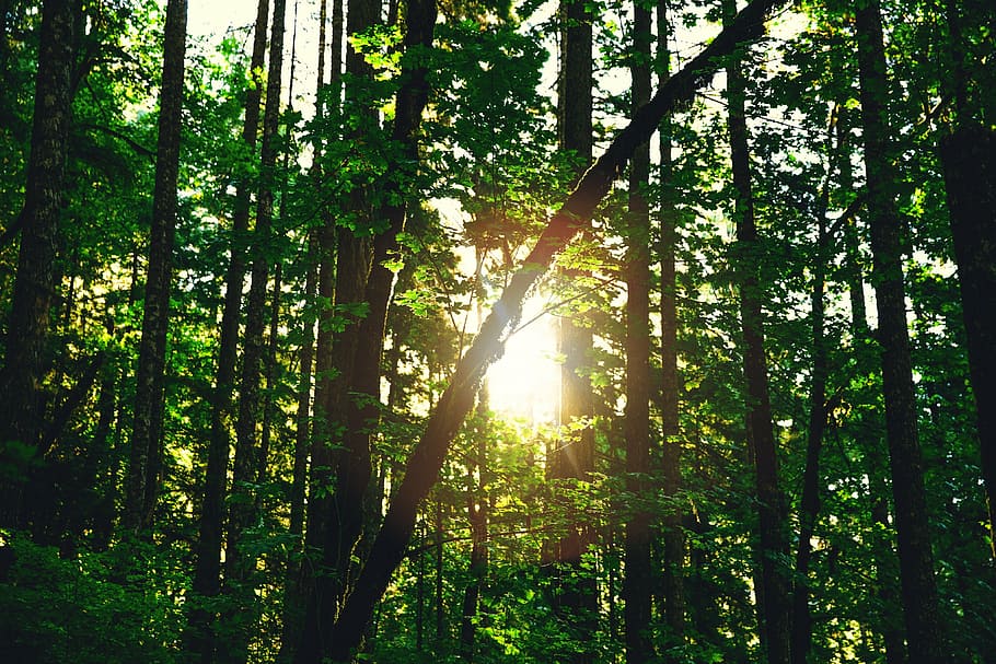 daytime, environment, forest, green, light, nature, outdoors HD wallpaper