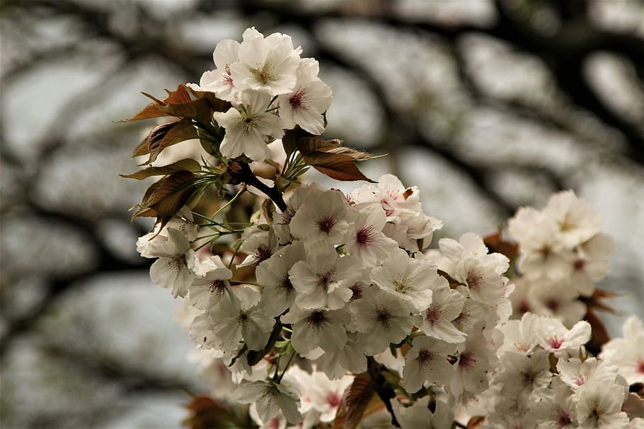 flower, tree, flora, cherry, nature, springtime, flowering plant HD wallpaper