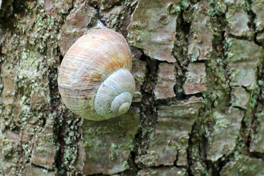 snail, shell, animal, thread, housing, wood, bark, tribe, oak HD wallpaper