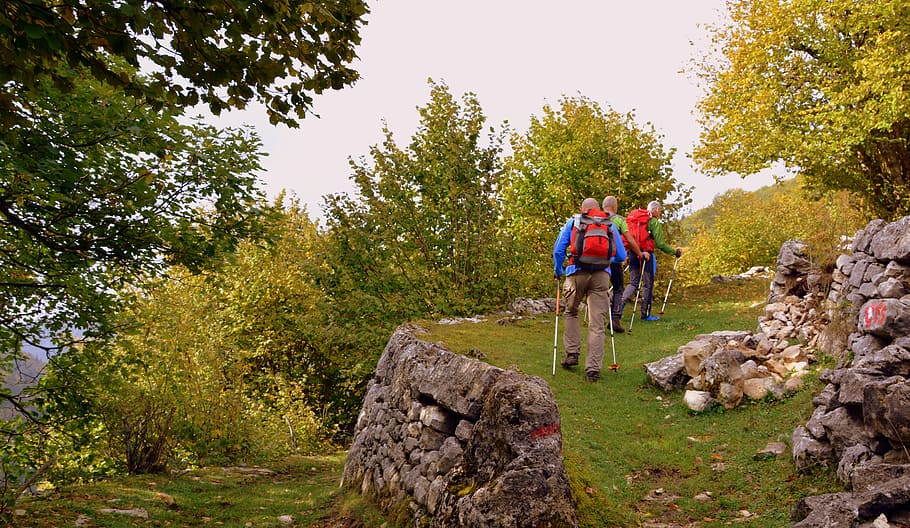 excursion, forest, autumn, trail, walking with sticks, mountain HD wallpaper