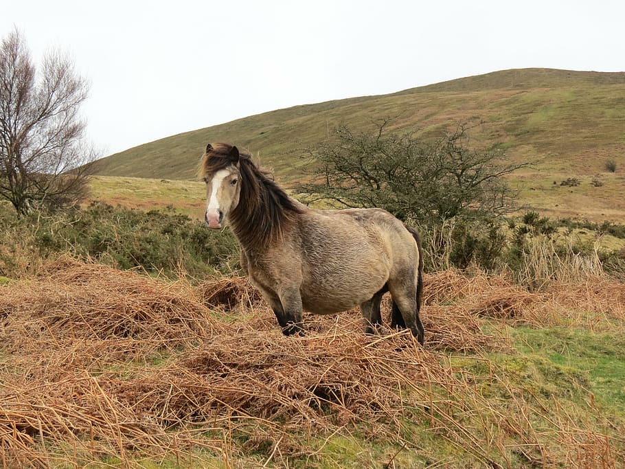 grey and brown horse standing on hay, hillside, grass, grazing HD wallpaper