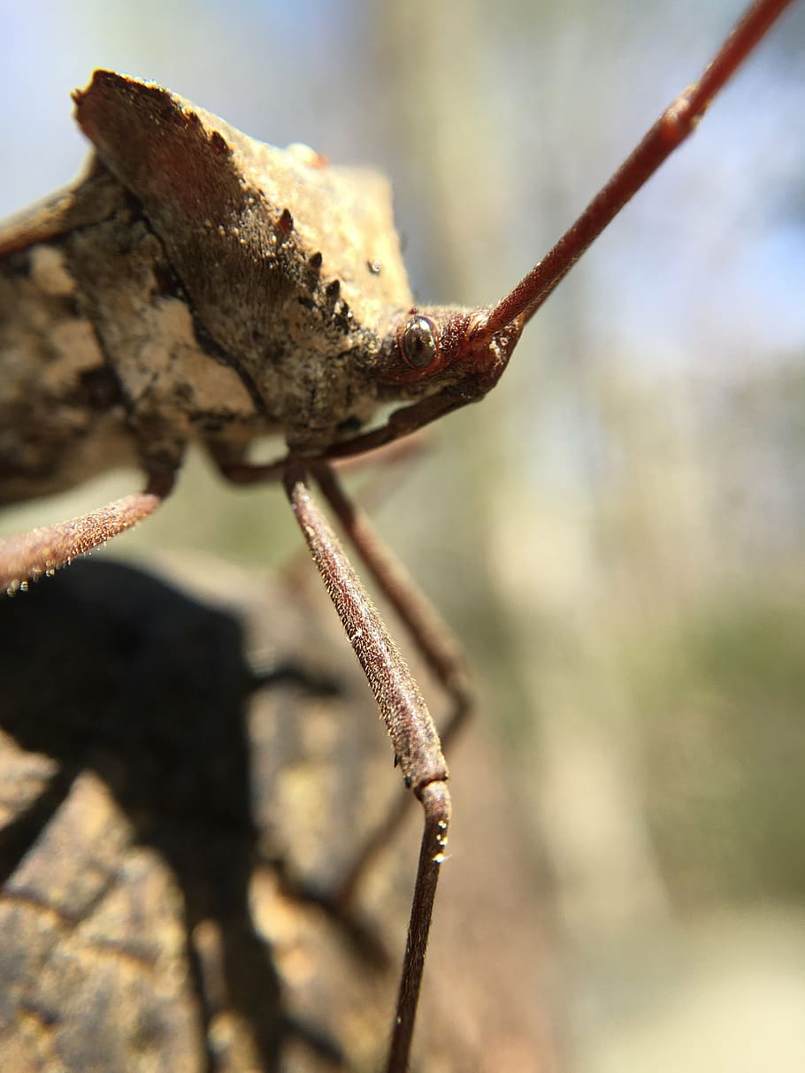 insect, bug, nature, wildlife, leaffootedbug, animal, macro HD wallpaper