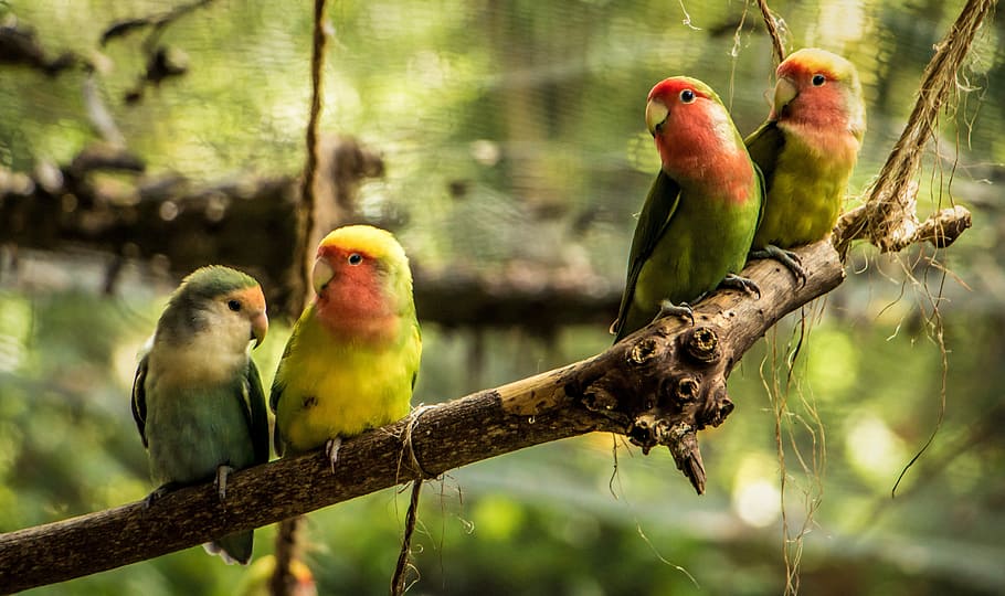 flock of yellow and green lovebirds perching on branch of tree