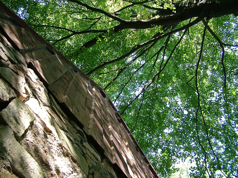 forest, gable, tree, green, plant, low angle view, growth, nature HD wallpaper