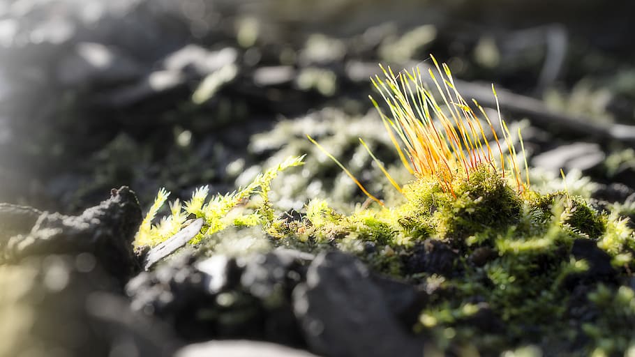 moss, macro, spring, photos, plant, growth, selective focus HD wallpaper