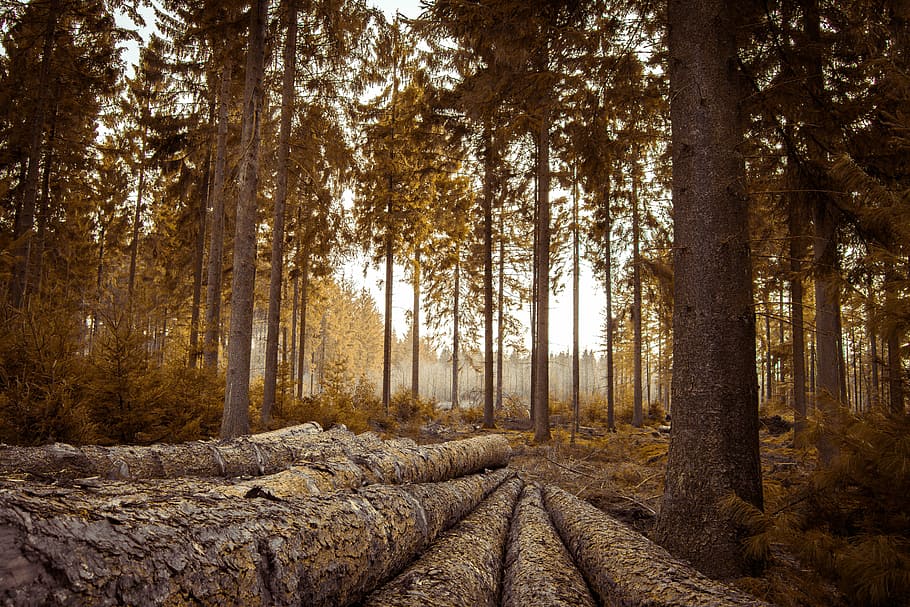 trees in the middle of rainforest, magic, nature, light, landscape HD wallpaper