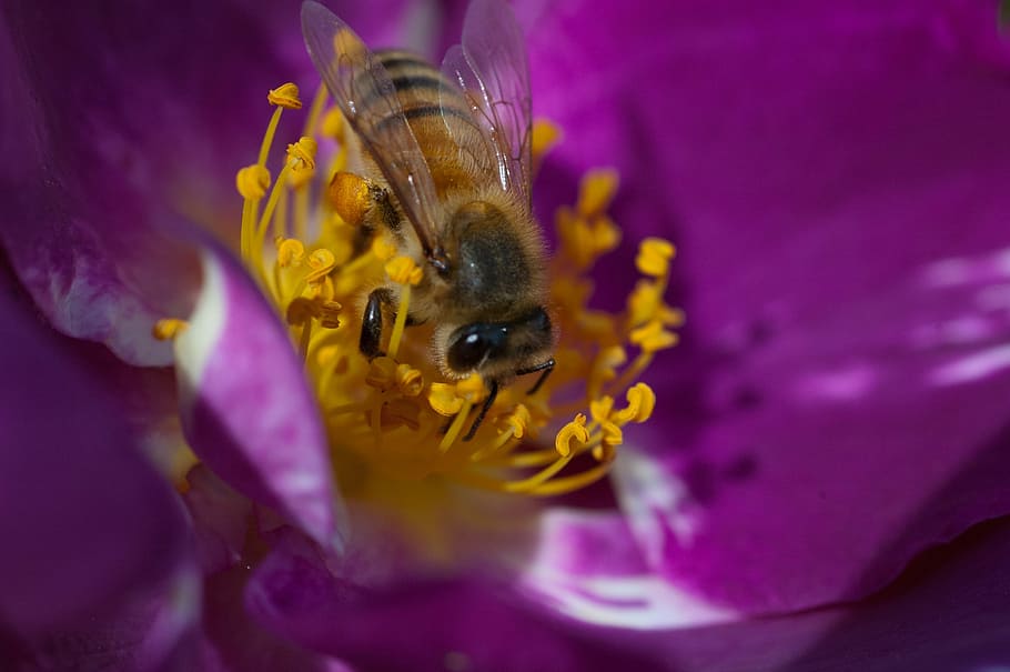 Bee, Flower, Nature, Insect, Summer, pollen, one animal, animal themes HD wallpaper