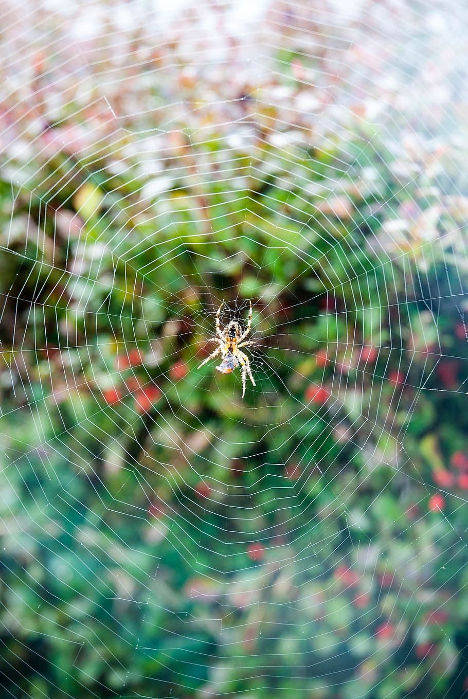 spider, canvas, prey, spider web, insect, mosaic, fragility HD wallpaper