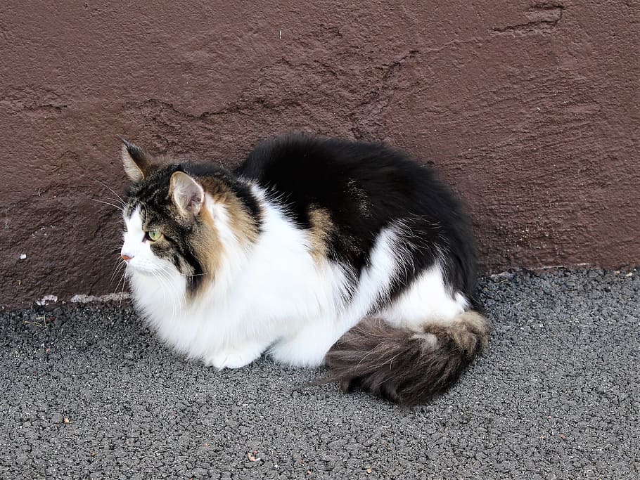 cat, cats, cute cat, pets, closeup, norwegian forest cat, outdoor HD wallpaper