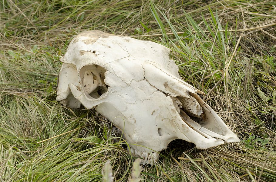 skull, cow, head, dead animal, bone, grass, animal skull, field HD wallpaper