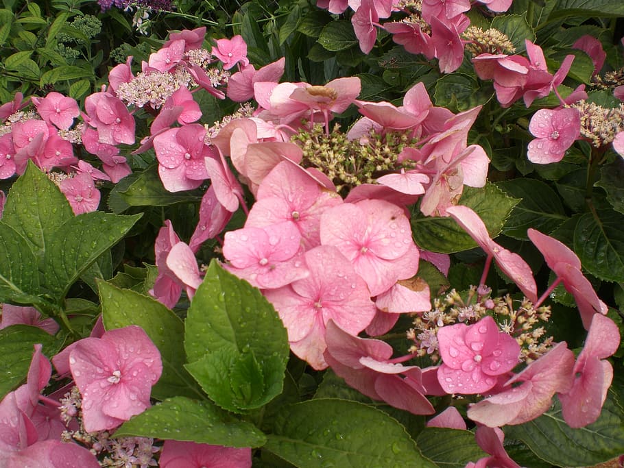 hydrangea, flower, blossom, bloom, hortensis, ornamental shrub HD wallpaper