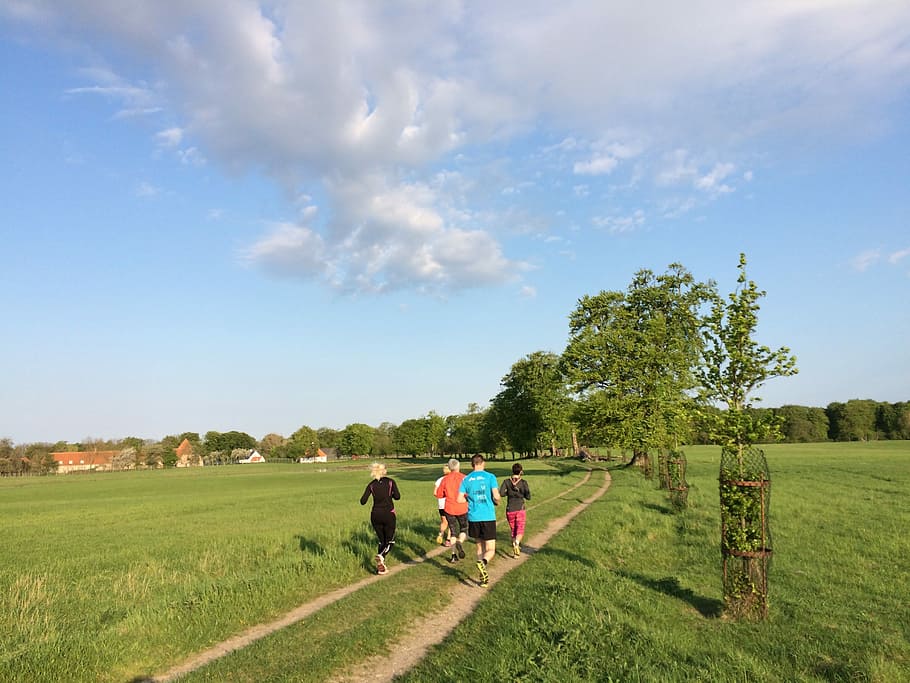 Race, Denmark, Path, Eng, Grass, summer, agriculture, farm HD wallpaper