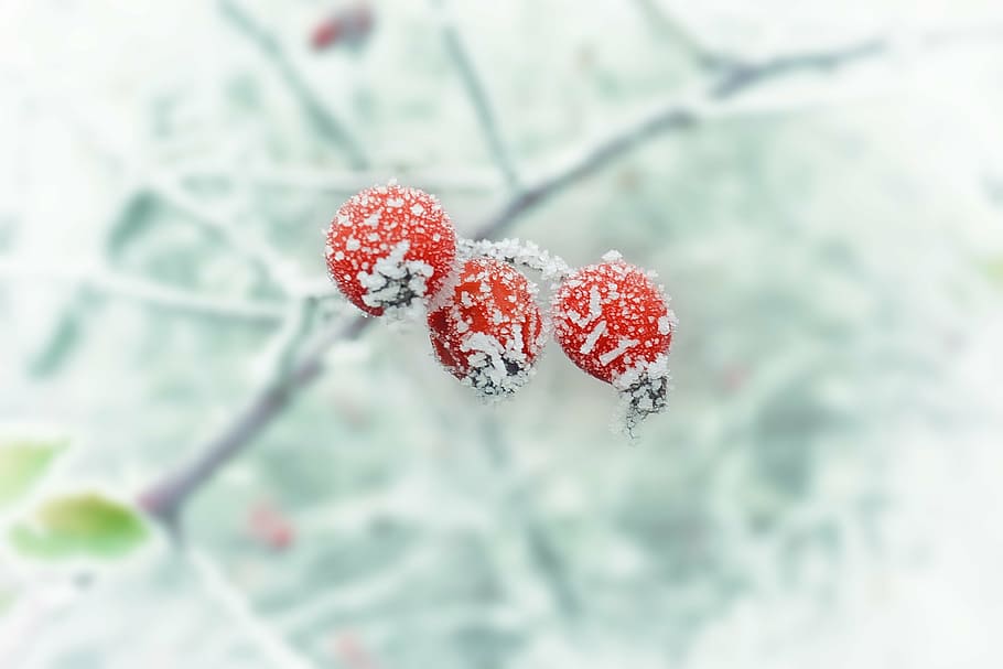 three red fruits on tree branch, winter, frost, snow, nature HD wallpaper