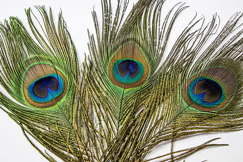 green and brown peacock feather, eye, plumage, colorful, bird HD wallpaper