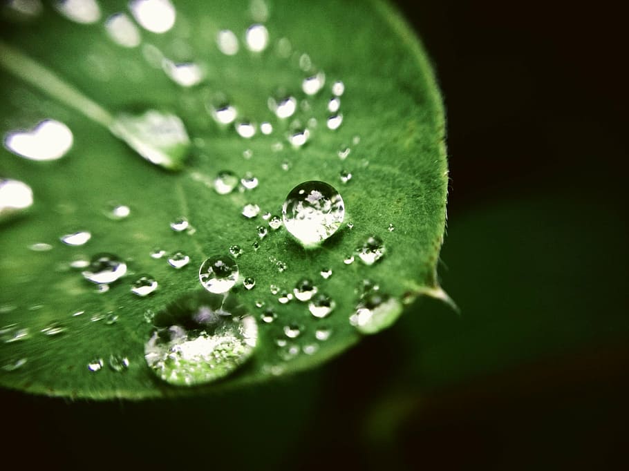 drip, rain, water, raindrop, drop of water, nature, green, leaves HD wallpaper