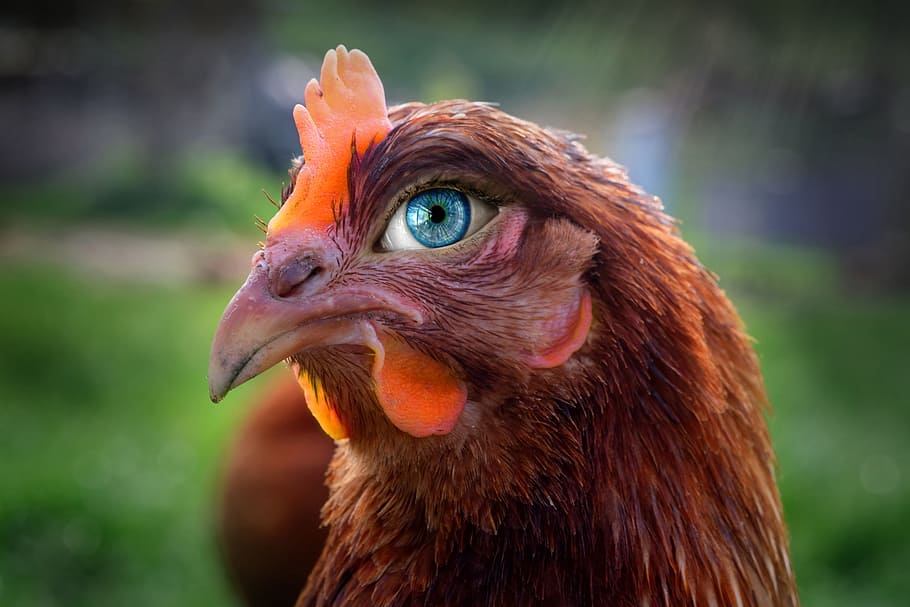 hd-wallpaper-the-hen-look-eye-sight-animal-crane-chickens-eyes