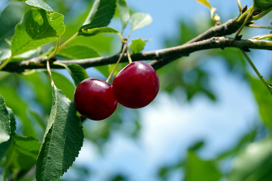 two red cherries, cherry, fruit, tree, branch, sprig, health, HD wallpaper