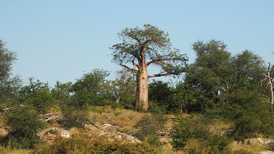 trees, landscape, plants, baobab, africa, nature, sky, tranquility HD wallpaper