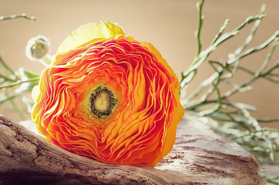closeup photo of orange and yellow ranunculus flower, petals HD wallpaper