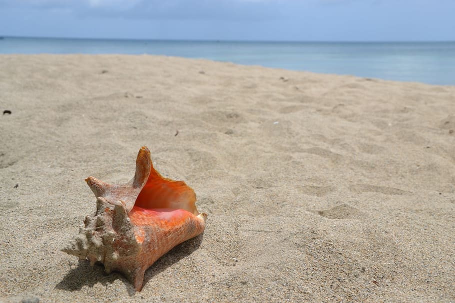 orange sea shell, sand, beach, holiday, nature, summer, housing HD wallpaper